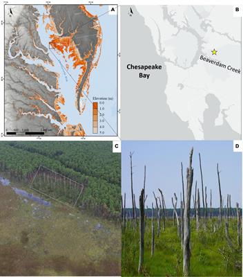 Experimental Tree Mortality Does Not Induce Marsh Transgression in a Chesapeake Bay Low-Lying Coastal Forest